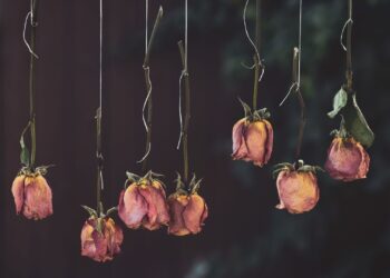 د علماوو غوښې مسمومې دي!
