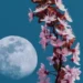 که سپوږمۍ شوله ناوخته، لاره نه رانه ورکیږي